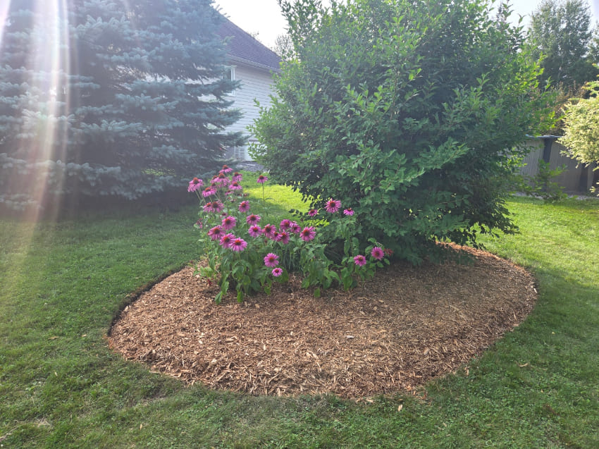 Install tree and flower beds